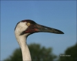 Whooping-Crane;Crane;Grus-americana;portrait;one-animal;close-up;color-image;nob